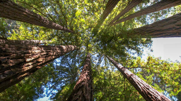 How Our Tree Care Process Works  in  Pioche, NV