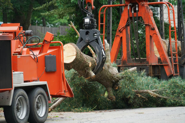 Trusted Pioche, NV  Tree Services Experts